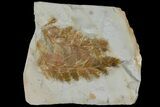 Two Fossil Ferns (Dennstaedtia) - Montana #120836-1